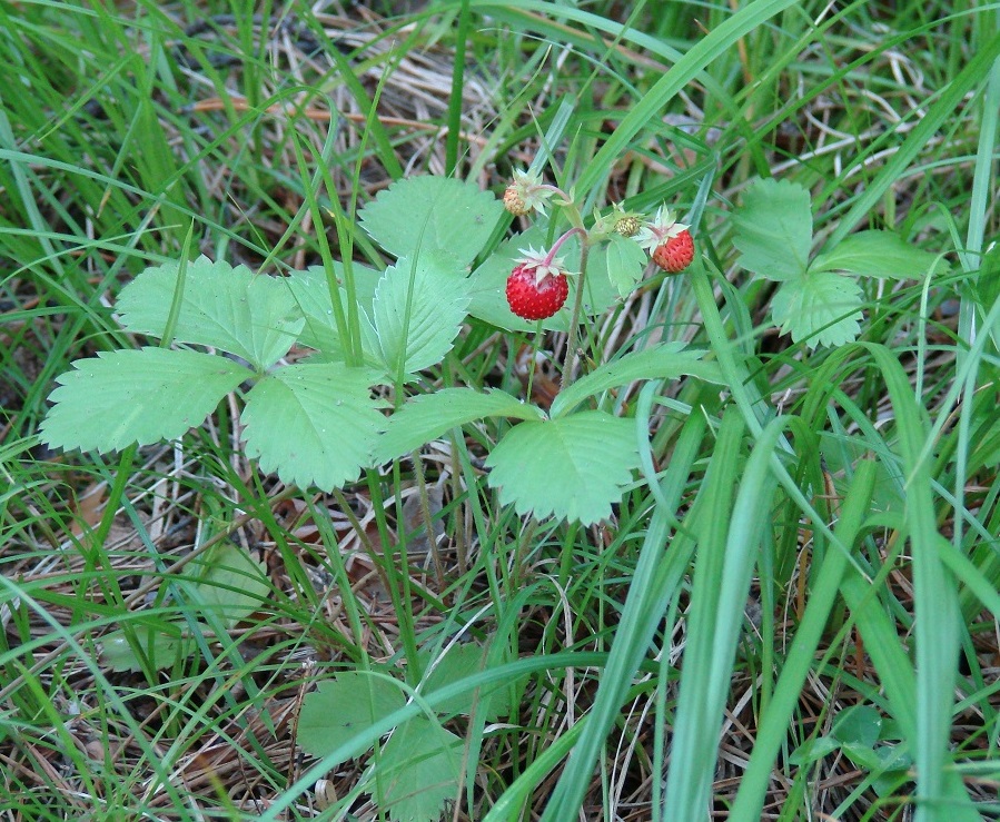 Изображение особи Fragaria vesca.