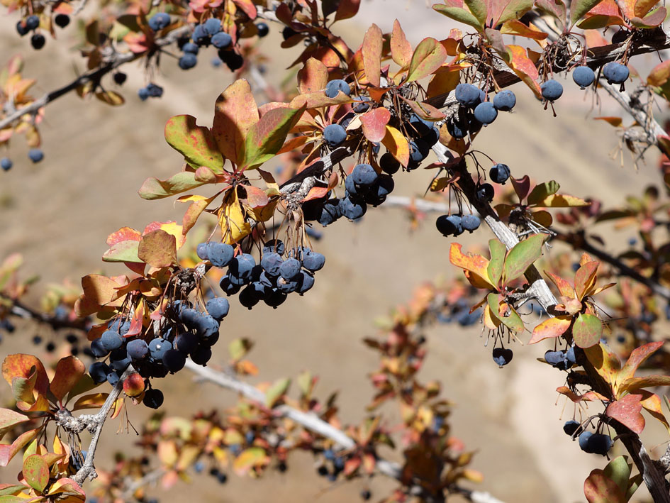 Изображение особи Berberis sphaerocarpa.