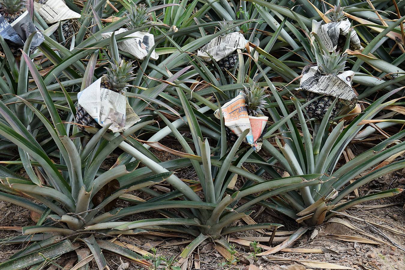 Image of Ananas comosus specimen.