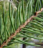 Picea pungens