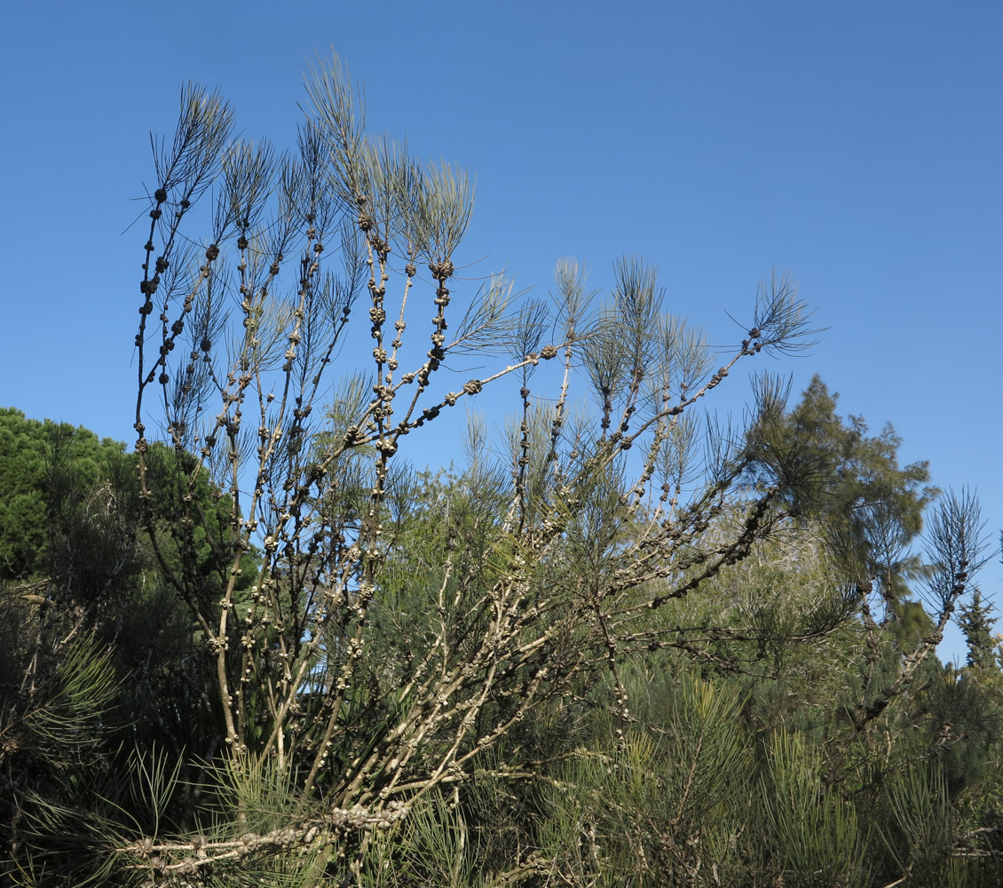 Изображение особи Calothamnus gilesii.