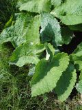 Phlomoides tuberosa