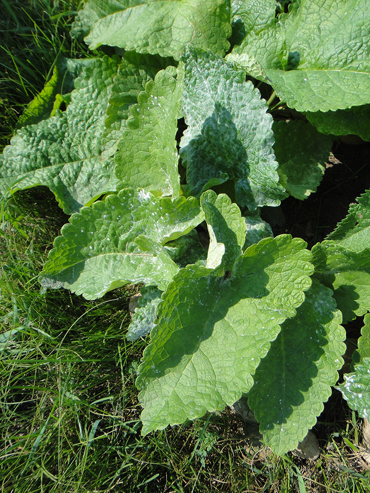 Изображение особи Phlomoides tuberosa.