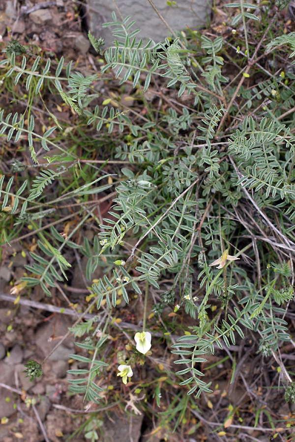 Изображение особи Astragalus macrotropis.