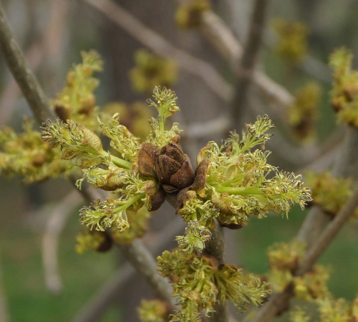 Изображение особи Fraxinus pennsylvanica.