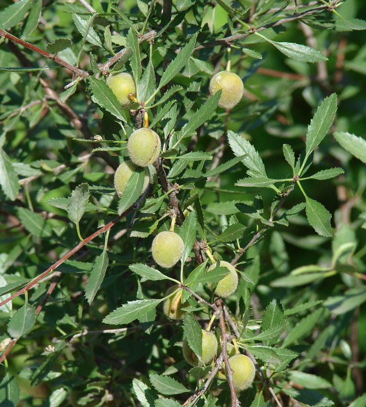 Image of Amygdalus pedunculata specimen.