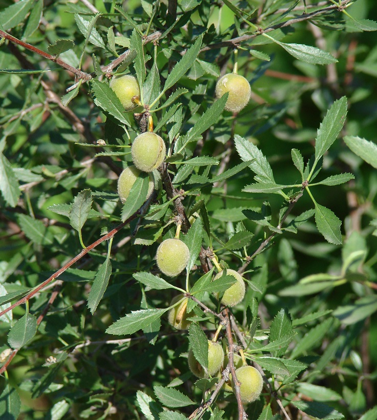 Изображение особи Amygdalus pedunculata.