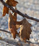 Ribes aureum. Часть ветви с сухими листьями. Краснодарский край, Приморско-Ахтарский р-н, Морозовский сельский округ, Ясенская коса. 30.01.2016.