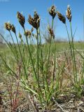 Carex stenophylla