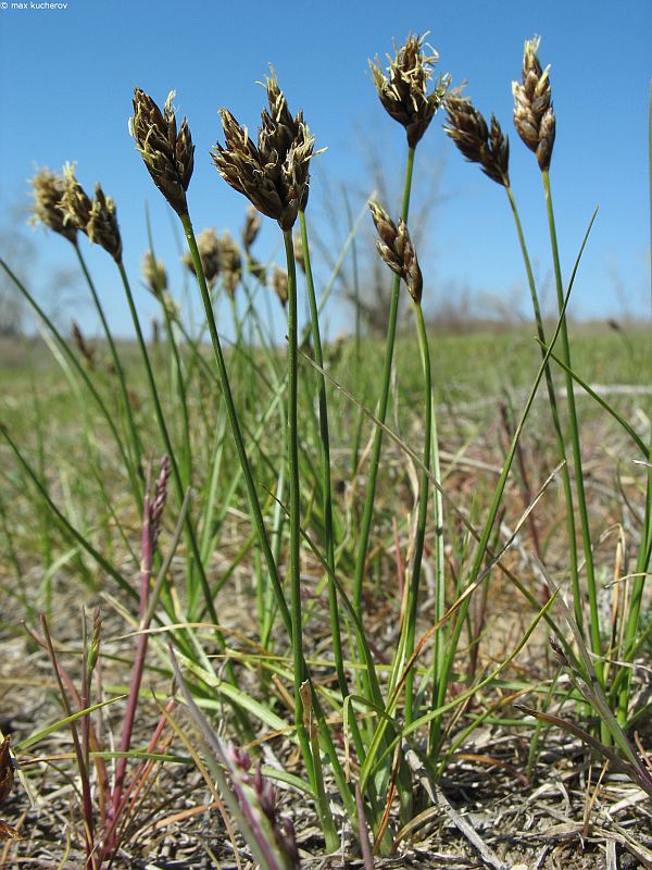 Изображение особи Carex stenophylla.