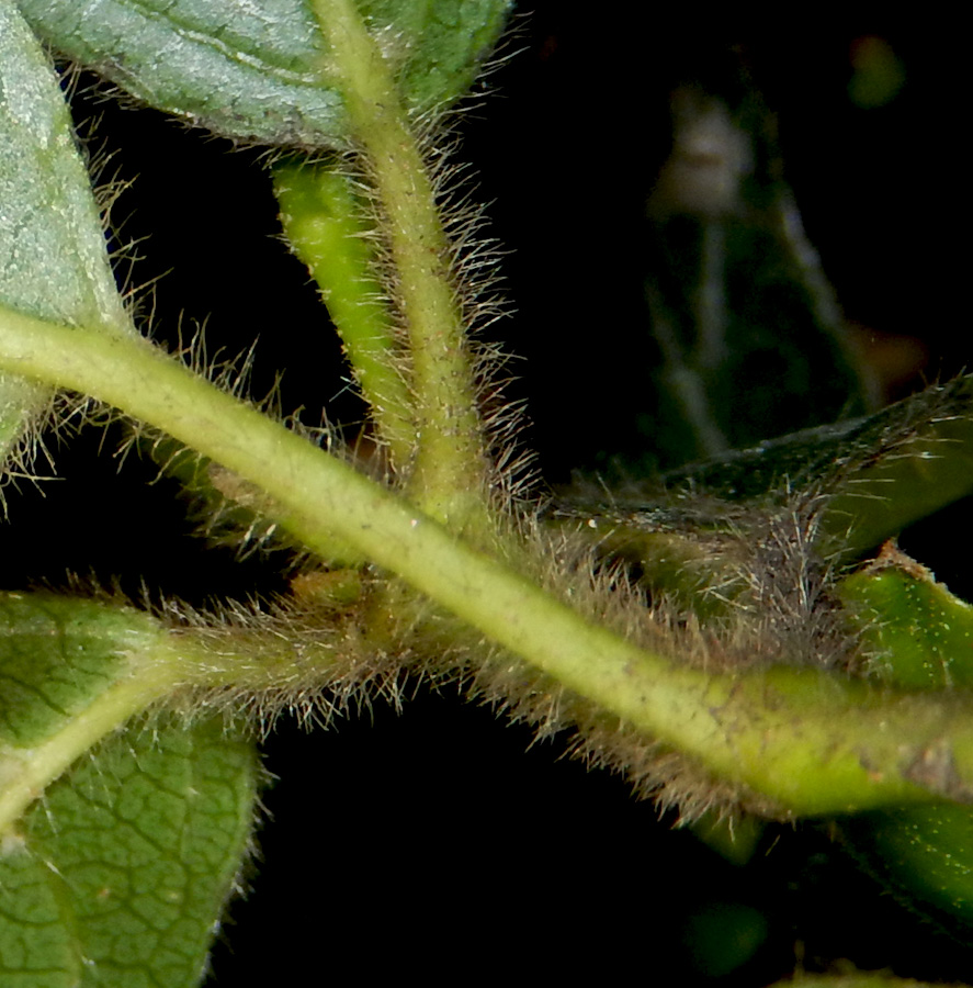 Image of Viburnum tinus specimen.