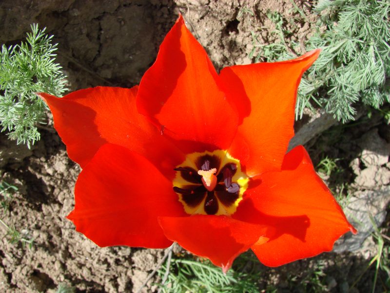 Image of Tulipa fosteriana specimen.