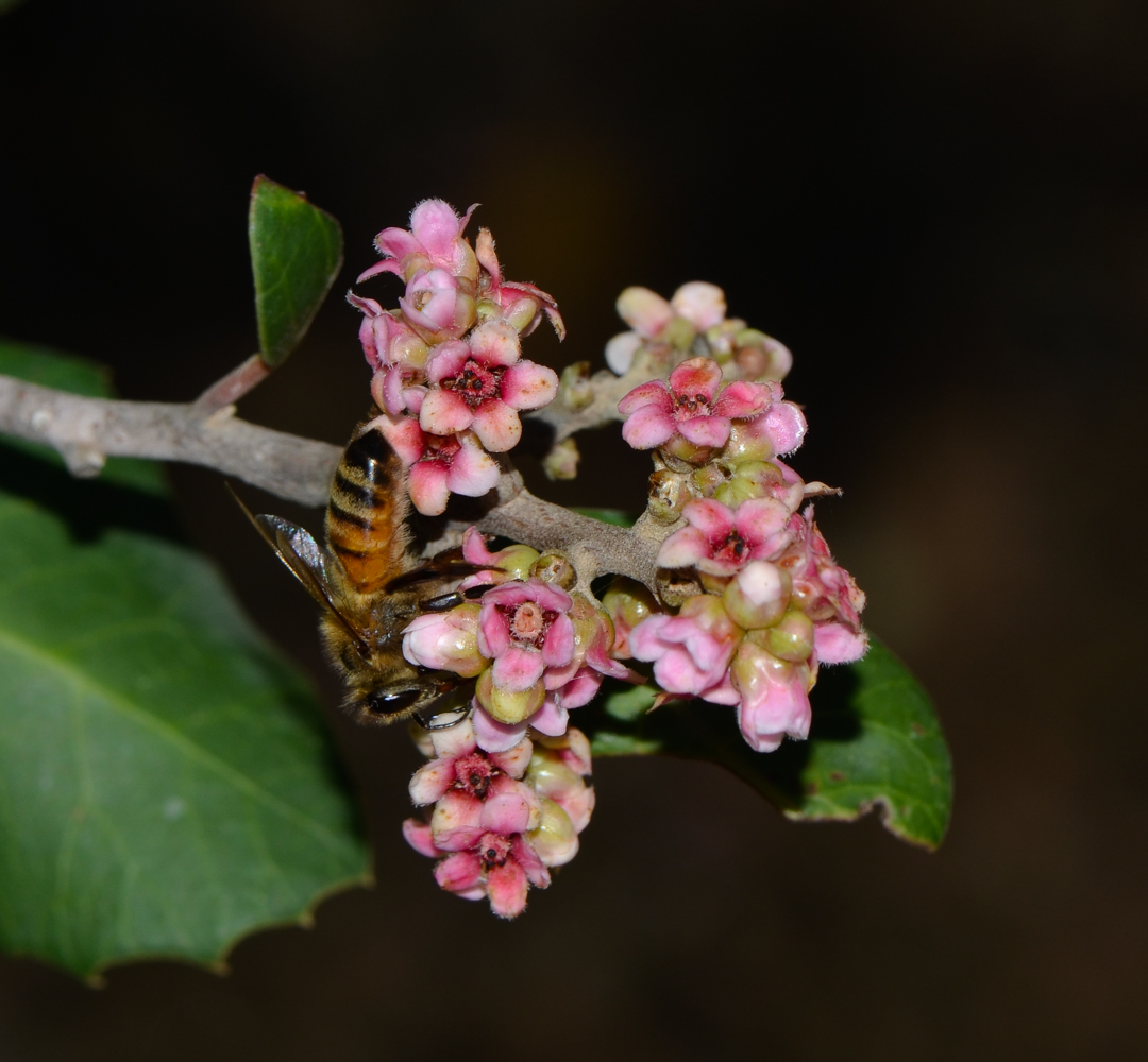 Изображение особи Rhus integrifolia.