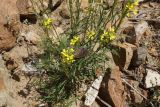 Erysimum flavum