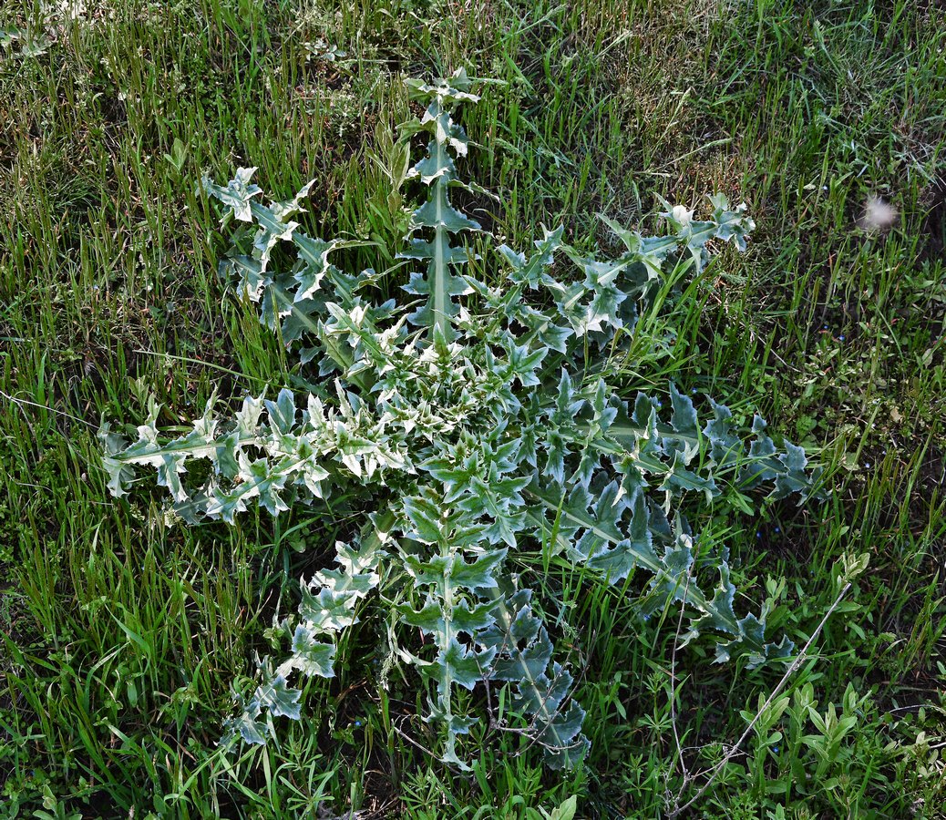 Image of genus Carduus specimen.