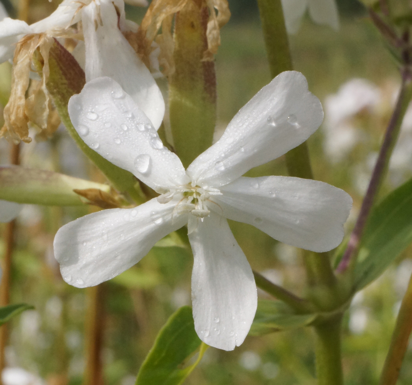 Изображение особи Saponaria officinalis.
