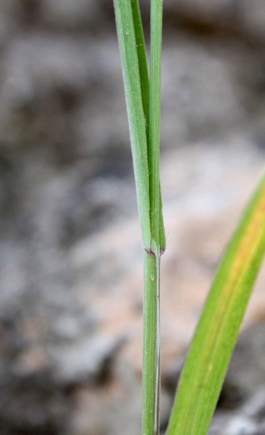 Image of genus Anisantha specimen.