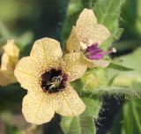 Image of taxon representative. Author is Александр Дегтяр