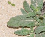 Heliotropium erosum