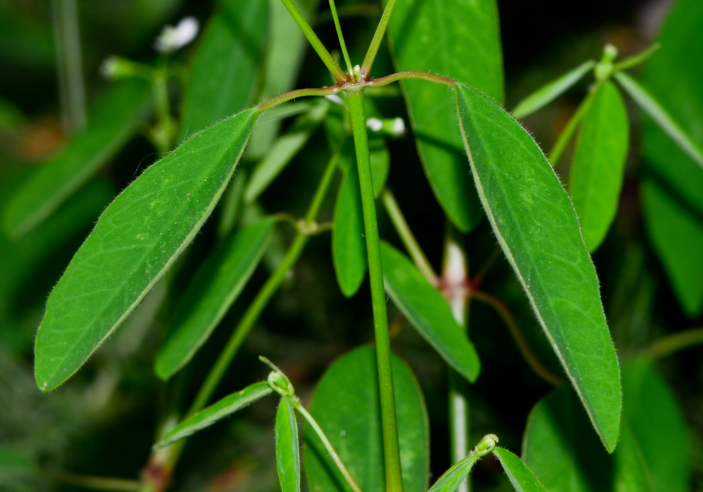 Image of Euphorbia graminea specimen.