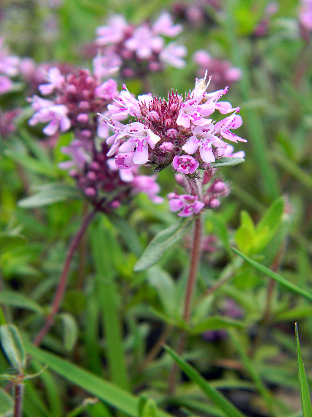 Изображение особи род Thymus.