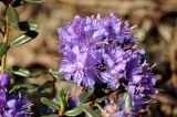 Rhododendron impeditum