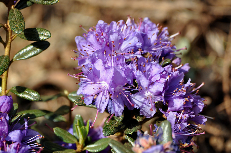 Изображение особи Rhododendron impeditum.