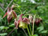 Aquilegia oxysepala. Соцветия. Приморье, окр. г. Находка, в лесу у ручья. 09.06.2016.