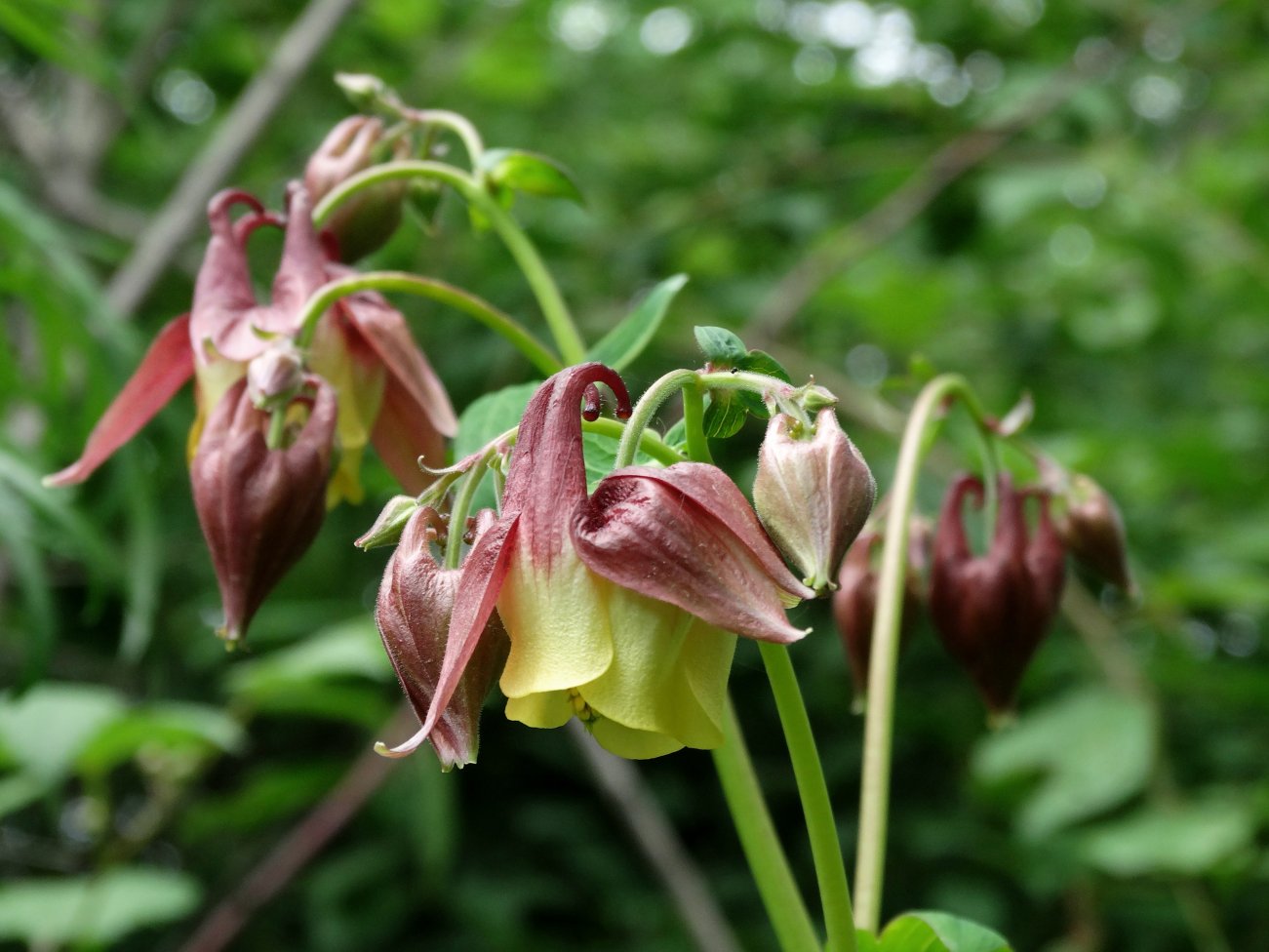 Изображение особи Aquilegia oxysepala.