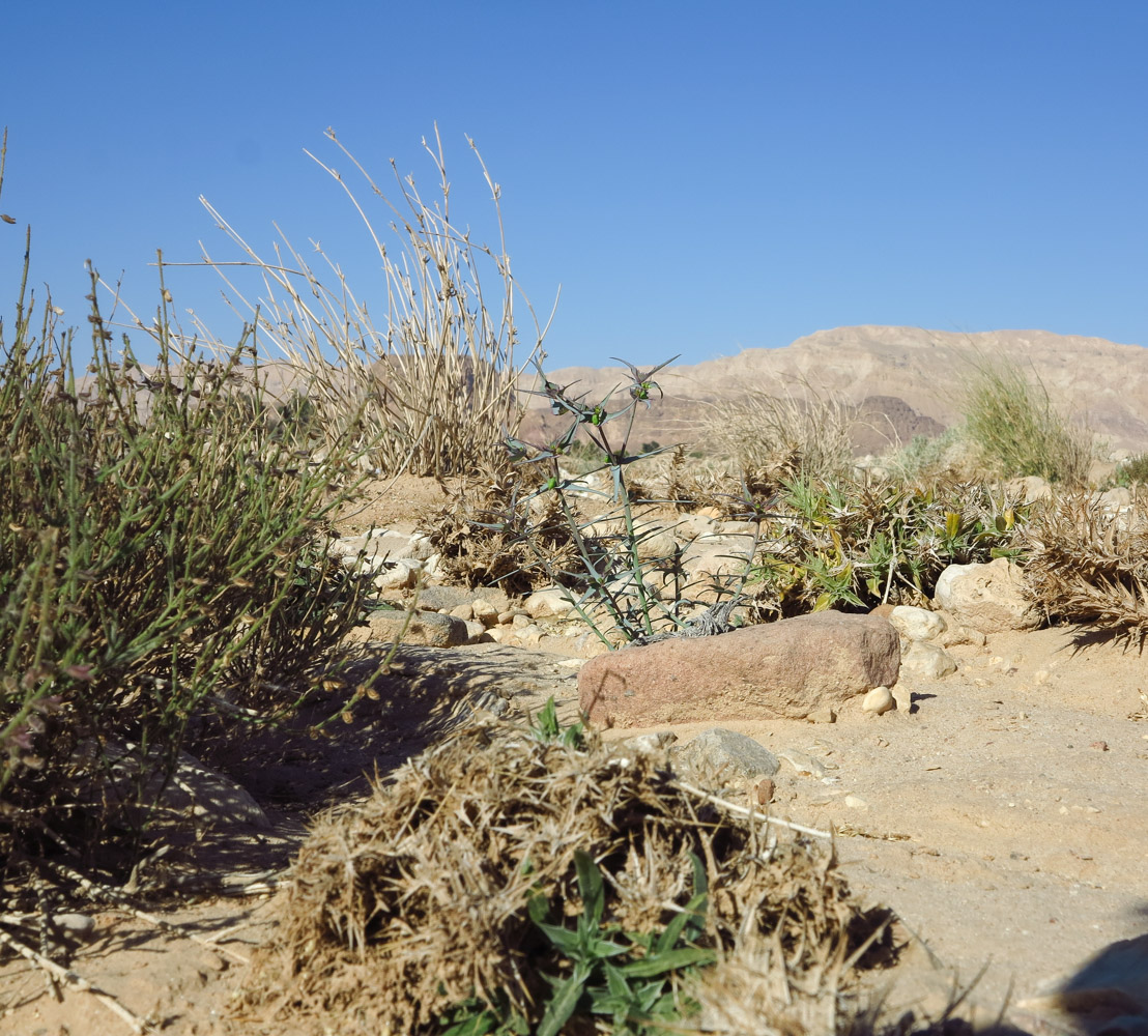 Image of Euphorbia retusa specimen.