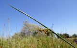 Juncus effusus