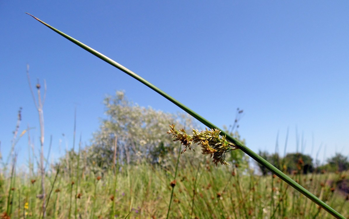 Изображение особи Juncus effusus.