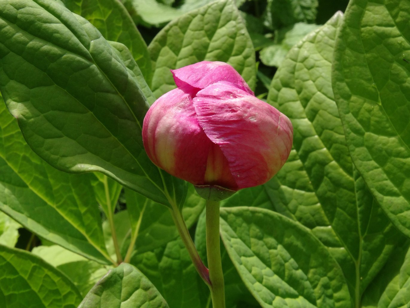 Image of Paeonia obovata specimen.