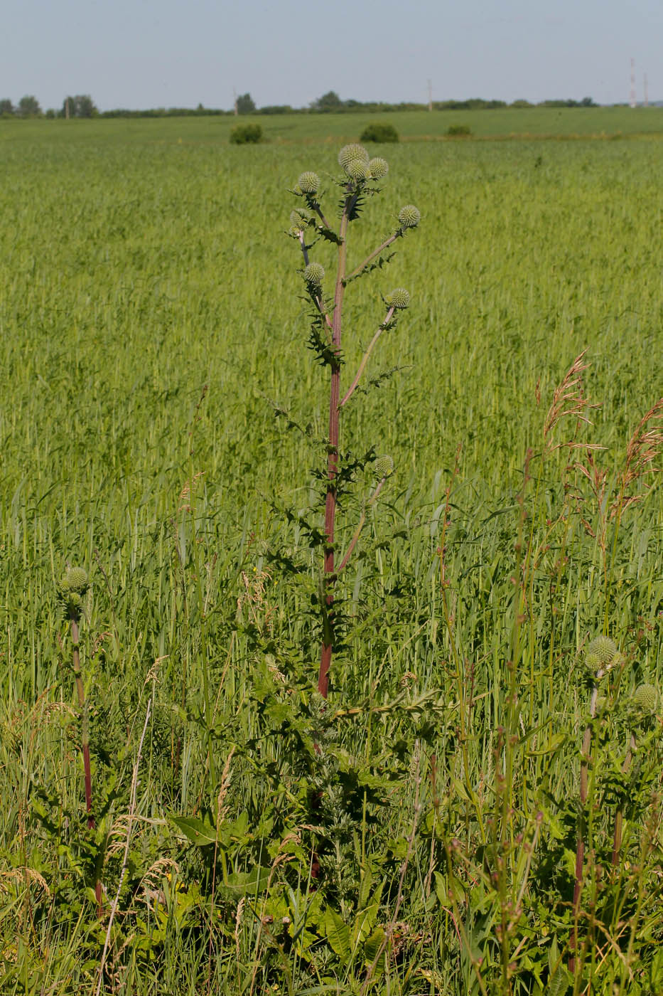 Image of Echinops sphaerocephalus specimen.