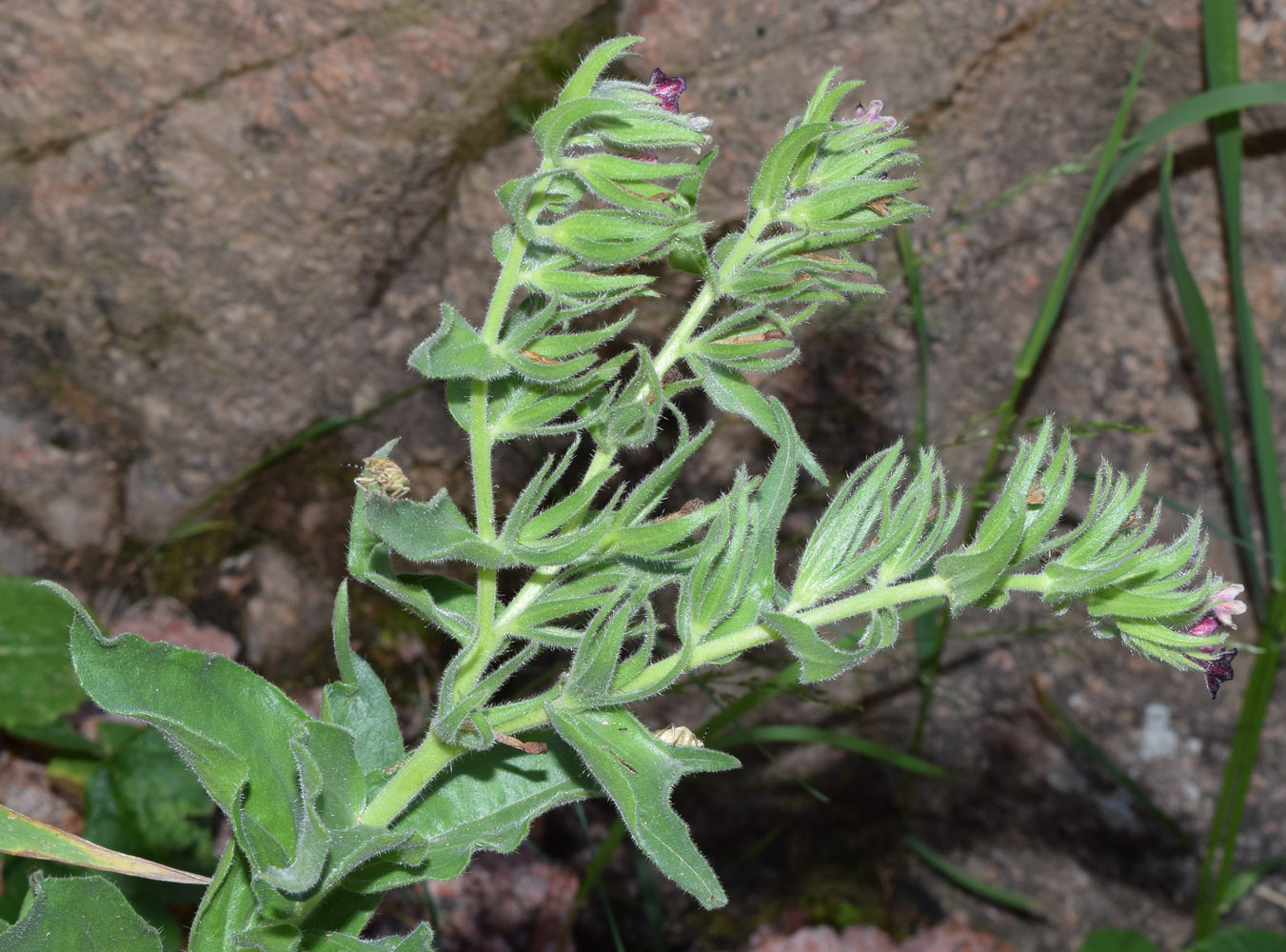 Image of Macrotomia ugamensis specimen.