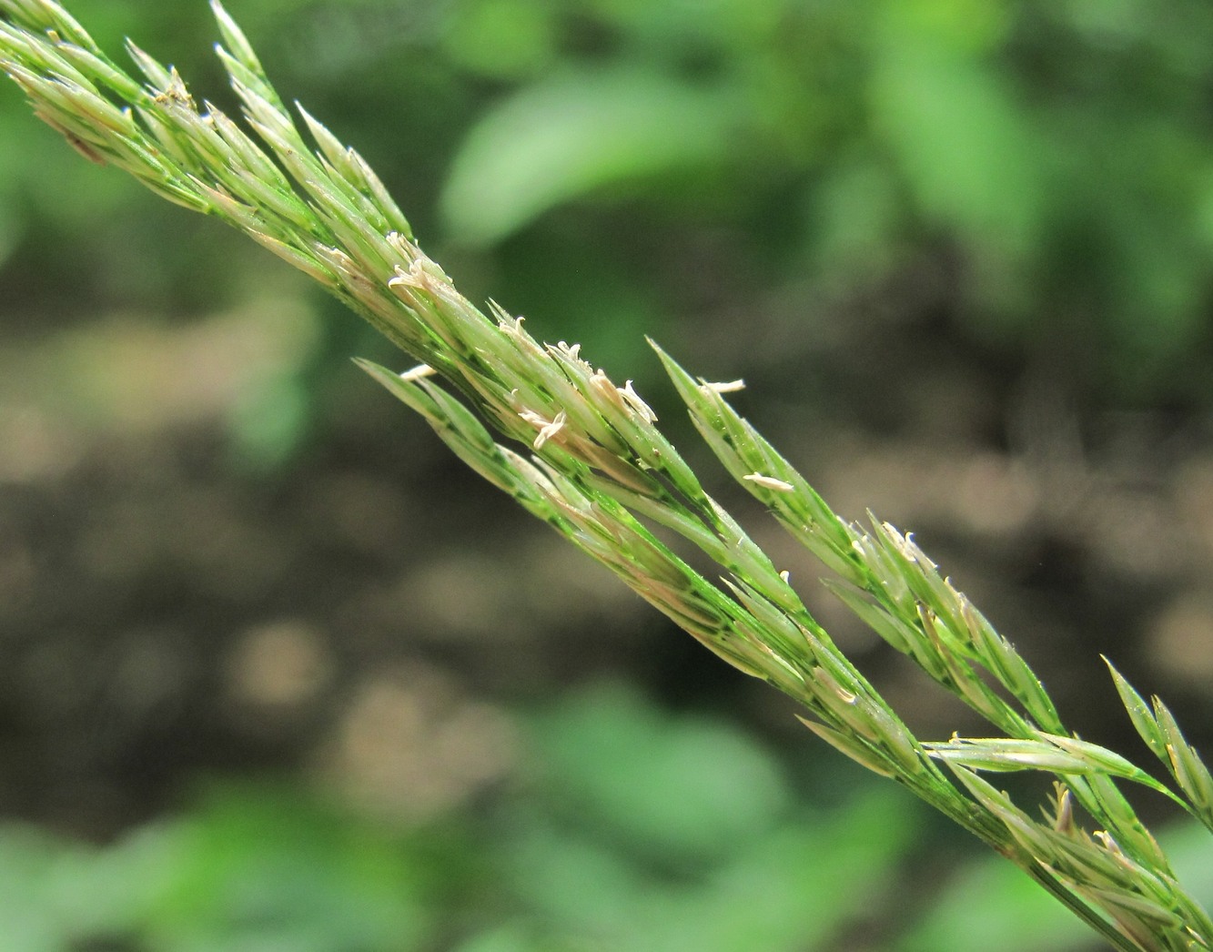 Изображение особи семейство Poaceae.