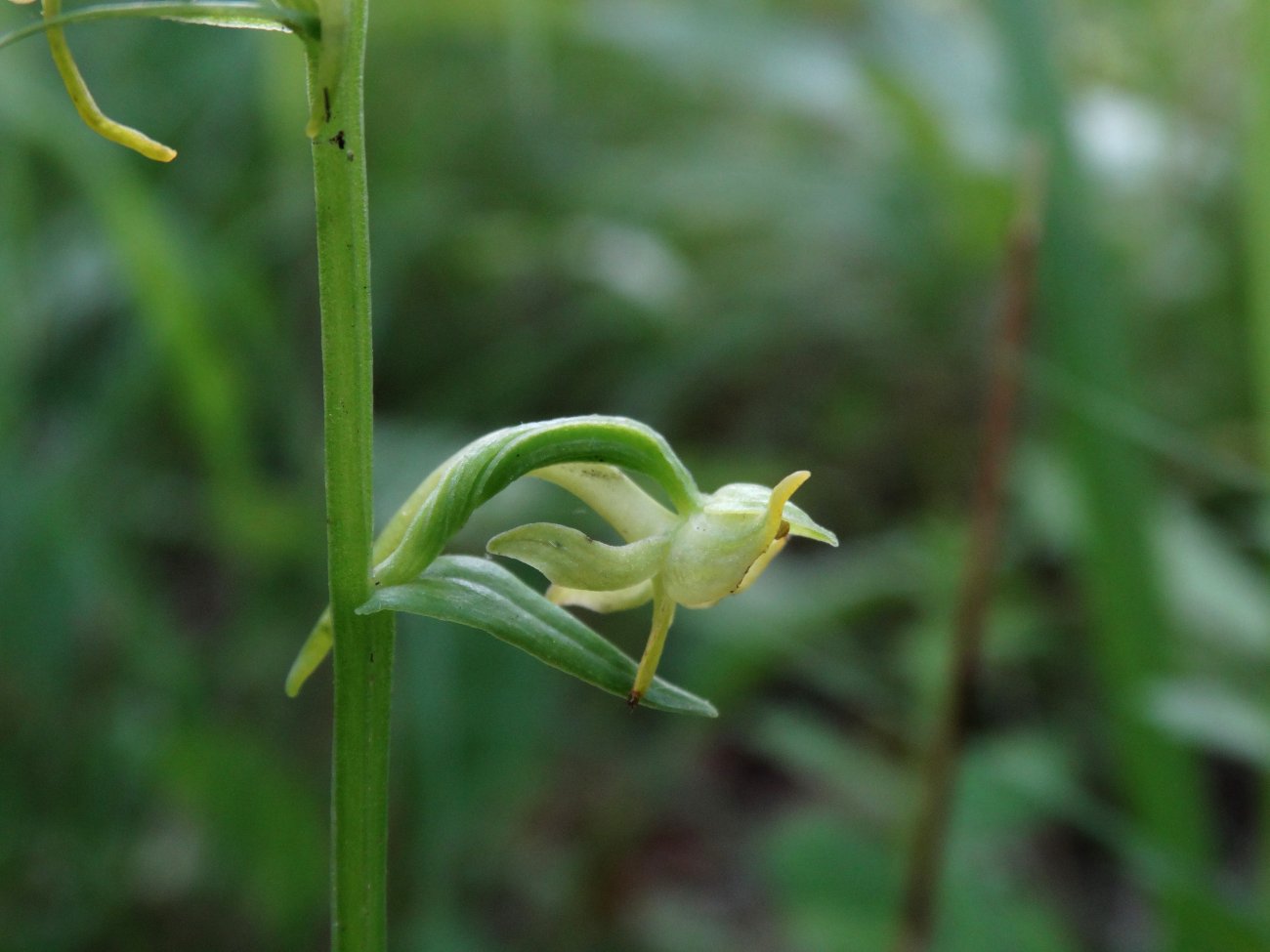 Image of Platanthera maximowicziana specimen.