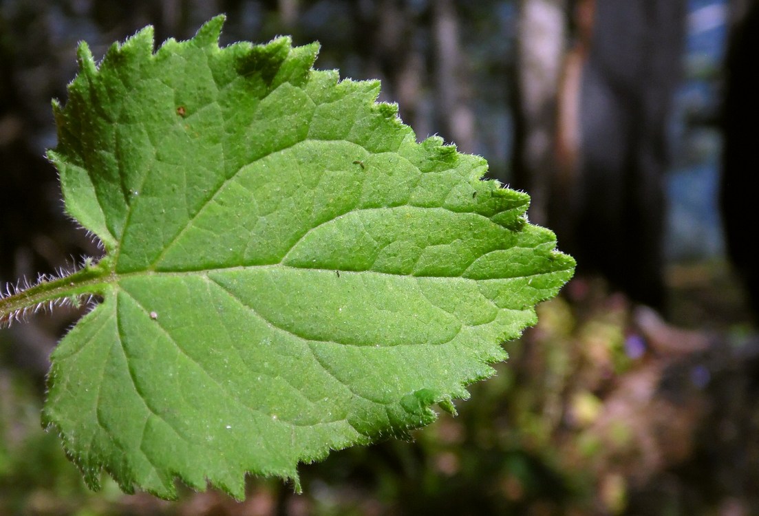 Image of Campanula rapunculoides specimen.