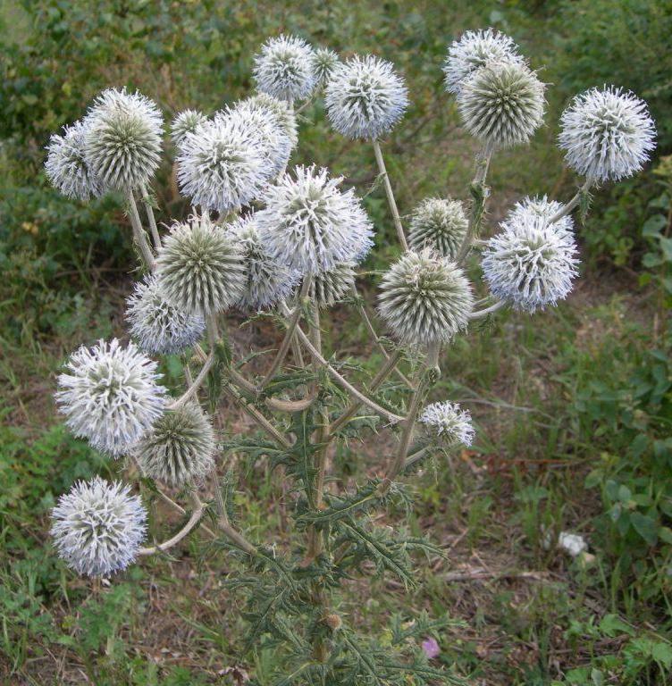 Изображение особи Echinops sphaerocephalus.