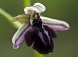 Ophrys mammosa. Цветок. Греция, Пелопоннес, Мессения, тропа выше влажного леса возле ущелья Фарангаки Перистерия. 29.03.2015.