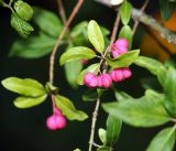 Euonymus europaeus