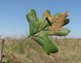 Crataegus pentagyna