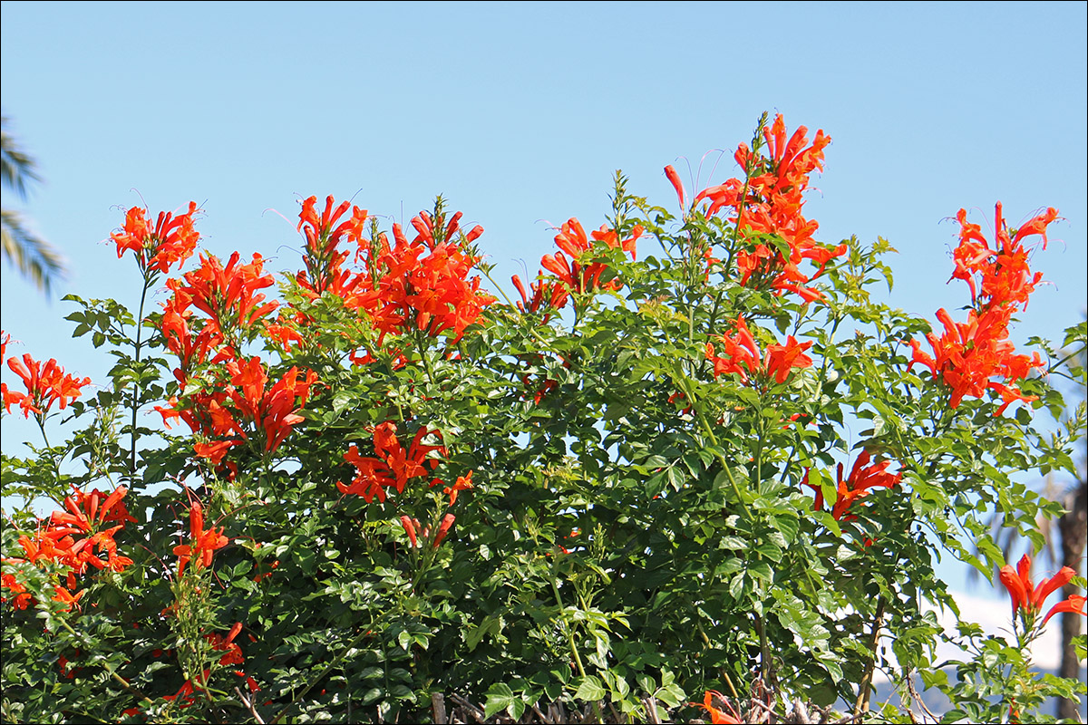 Изображение особи Tecomaria capensis.