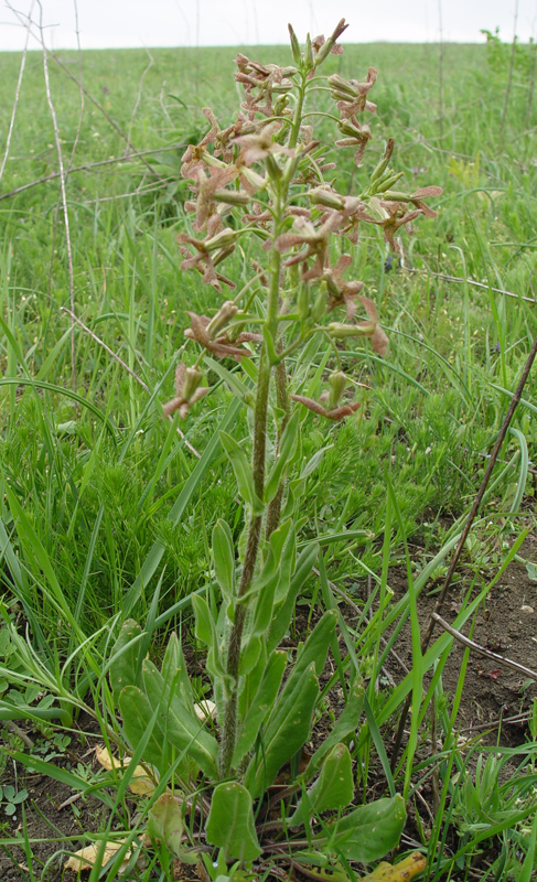 Изображение особи Hesperis tristis.