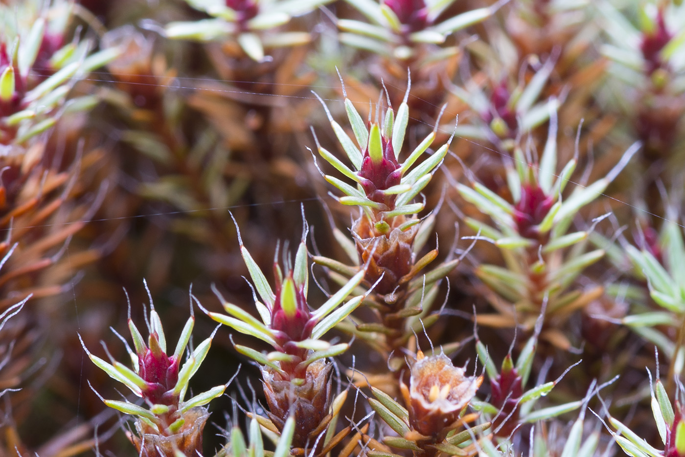 Image of Polytrichum piliferum specimen.