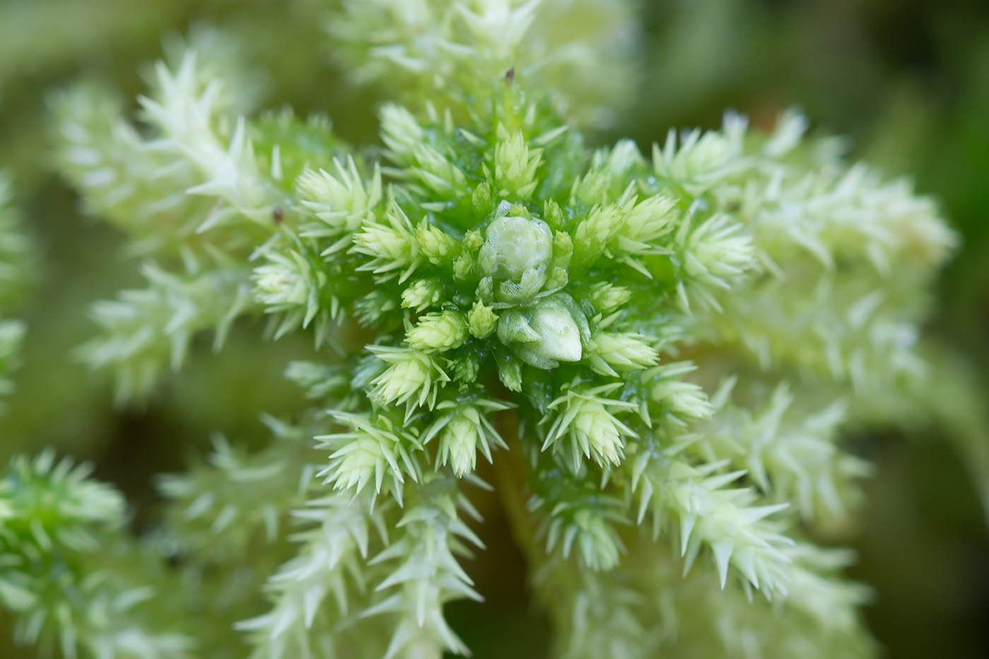 Image of Sphagnum squarrosum specimen.