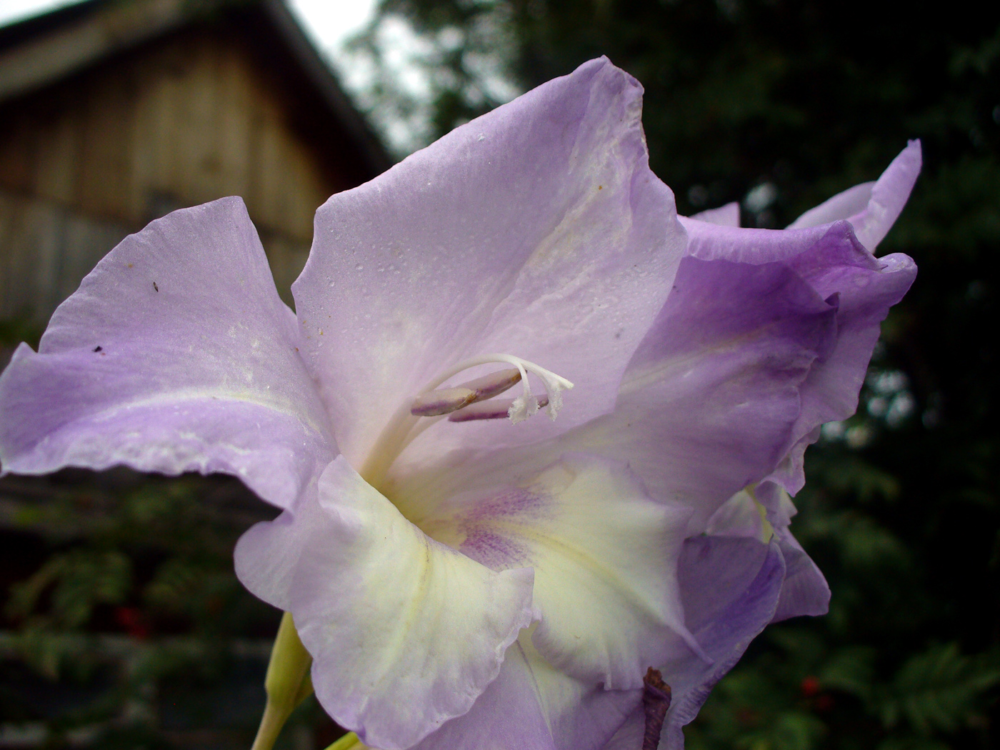 Изображение особи Gladiolus × colvillei.