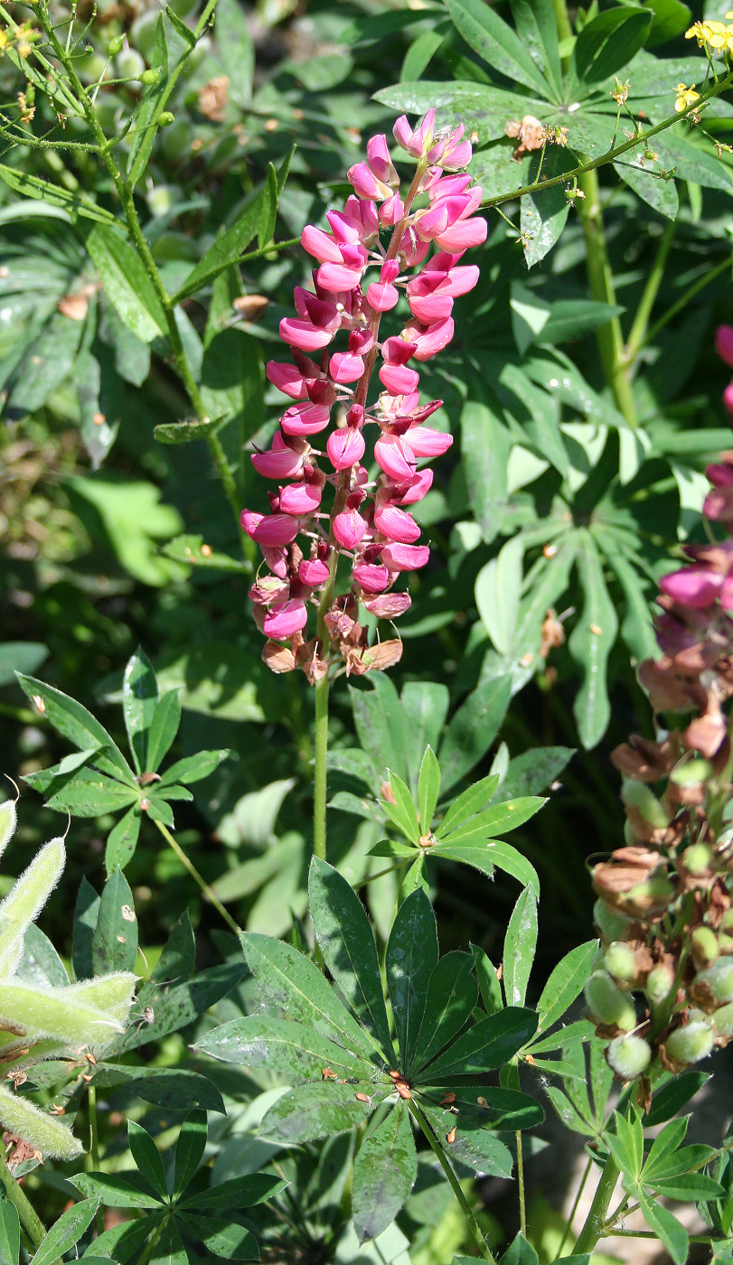 Image of Lupinus × regalis specimen.