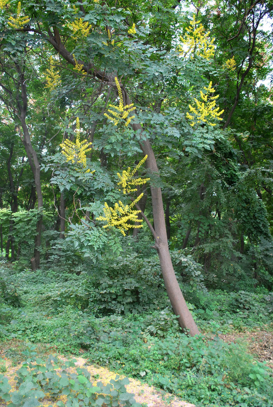 Image of Koelreuteria bipinnata specimen.