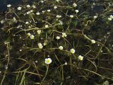 Ranunculus circinatus